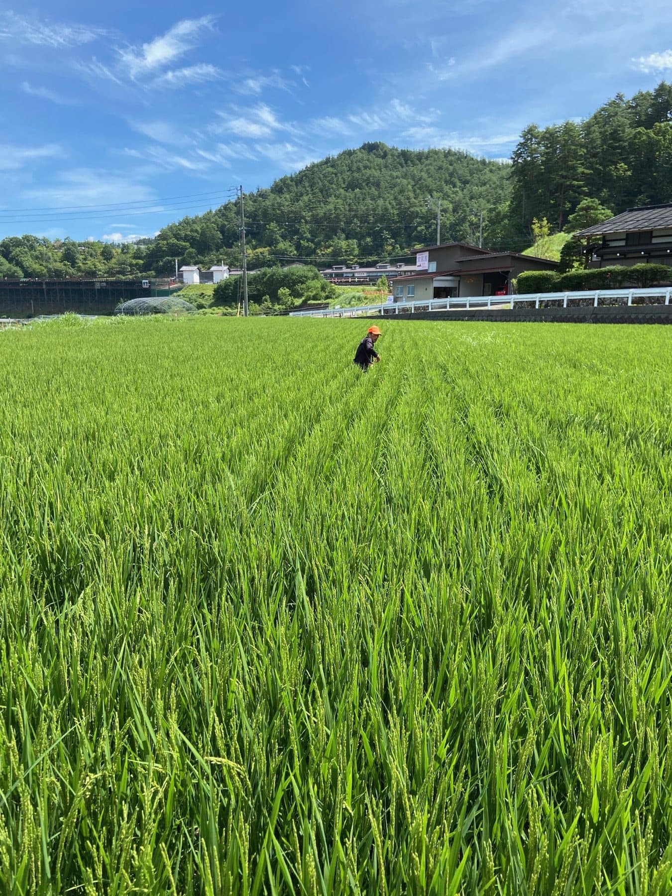 飛騨高山で家族がもち米を育てる田んぼ